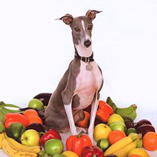 Shellac - Excellent Italian Greyhound LP - zum Schließen ins Bild klicken